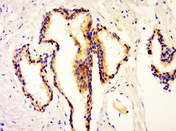 TRAF5 Rabbit Polyclonal Antibody