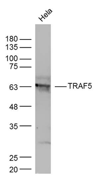 TRAF5 Rabbit Polyclonal Antibody