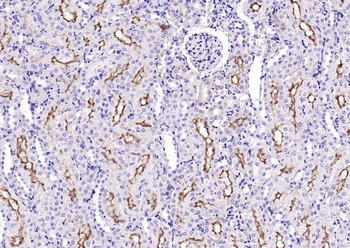 Transmembrane protein 30A Rabbit Polyclonal Antibody
