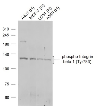 Integrin beta 1 (phospho-Tyr783) antibody