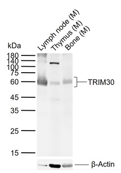 TRIM30 antibody