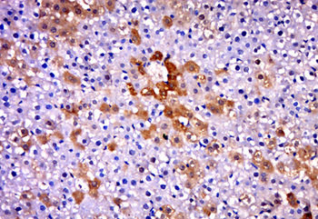 TRIM5 gamma Rabbit Polyclonal Antibody