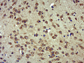 TPRG1 Rabbit Polyclonal Antibody
