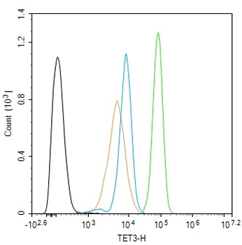 TET3 Rabbit Polyclonal Antibody