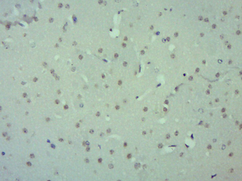 ZUFSP Rabbit Polyclonal Antibody