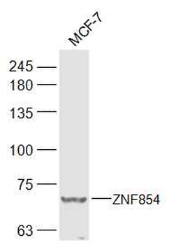 ZSCAN2/ZNF854 Rabbit Polyclonal Antibody