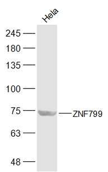 ZNF799 Rabbit Polyclonal Antibody