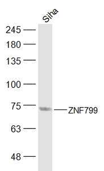 ZNF799 Rabbit Polyclonal Antibody