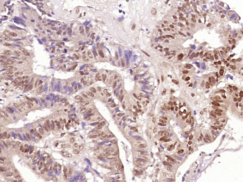 ZCPW1 Rabbit Polyclonal Antibody