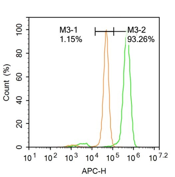 FOXN1 Rabbit Polyclonal Antibody
