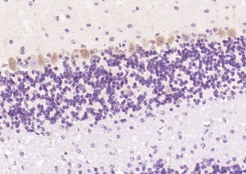 NT 3 antibody