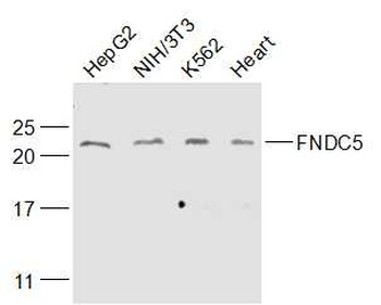 FNDC2 antibody