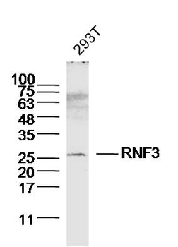 RNF3 Rabbit Polyclonal Antibody