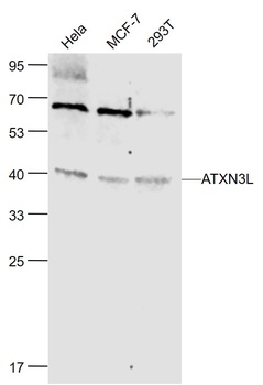 ATXN3L antibody
