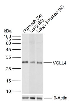 VGLL4 Rabbit Polyclonal Antibody