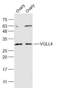 VGLL4 Rabbit Polyclonal Antibody