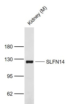 SLFN14 antibody