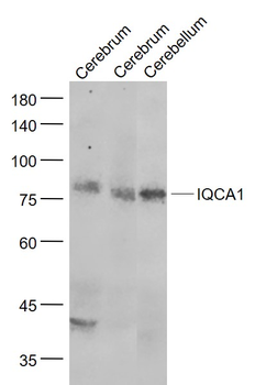 IQCA1 Rabbit Polyclonal Antibody
