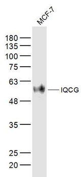 IQCG Rabbit Polyclonal Antibody