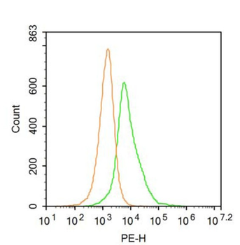 PDXK Rabbit Polyclonal Antibody