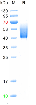 Recombinant human Coagulation factor II protein/F2, C-His (HEK293)