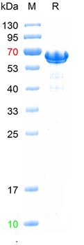 Recombinant human BCAS1 protein, N-Trx-His