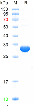 Recombinant mouse CCL19 protein, N-Trx-His