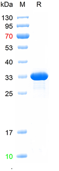 Recombinant Immunoglubulin-degrading enzyme