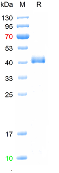 Recombinant human Coagulation factor II protein/F2, C-His (HEK293)