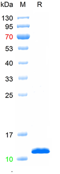 Recombinant human IL-8/CXCL8 protein, N-His