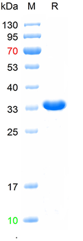 Recombinant human OST-beta protein, N-GST
