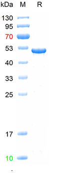 Recombinant human HIF-1 Alpha protein, N-Trx-His