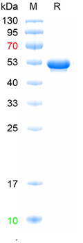 Recombinant human LAMB1 protein