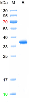 Recombinant Mumps virus Non-structural protein V, N-Trx&His