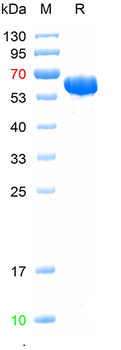 Recombinant human Annexin V-EGFP protein, His