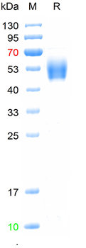 Recombinant mouse FCGR1A/CD64 protein, (HEK293)