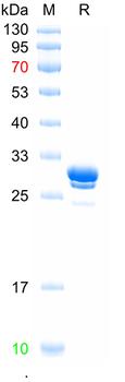 Recombinant human GPR14 protein, N-Trx-His