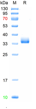 Recombinant SARS-Cov-2 Spike protein RBD(EG.5), (HEK293)