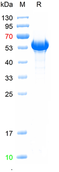 Recombinant human ESR2 protein, N-Trx-His