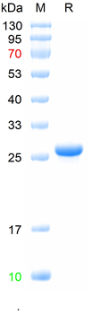 Recombinant human SLC7A9 protein, N-Trx-His
