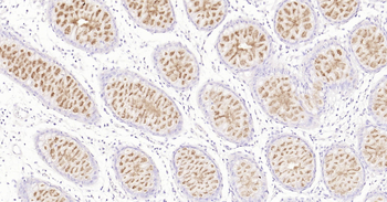 Human MUC2 Ready-To-Use IHC Kit