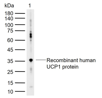UCP1 Rabbit Polyclonal Antibody