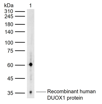 DUOX1 Rabbit Polyclonal Antibody
