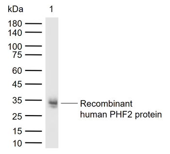 PHF2 Rabbit Polyclonal Antibody