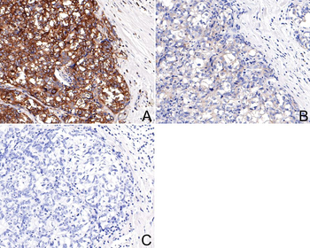 Phospho-EIF2S1 (Ser51) Recombinant Rabbit Monoclonal Antibody