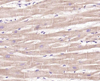 Rab11A Rabbit Polyclonal Antibody