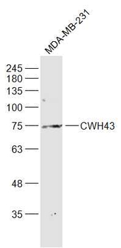 CWH43 Rabbit Polyclonal Antibody