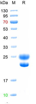 Recombinant human Beta-defensin 2 protein，N-His&Trx