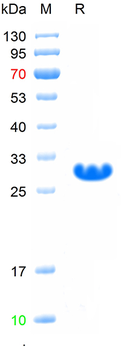 Recombinant mouse LRP2 protein, N-His