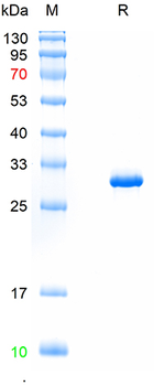 Recombinant PRRSV-GP5 protein, N-Trx-His